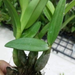 Combo 4 chậu yaya mini giống