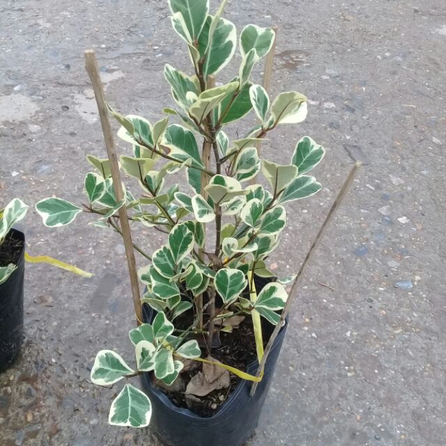 Cây bàng cẩm thạch cao 25 cm