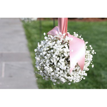 Hạt Giống Hoa Baby Trắng  -
