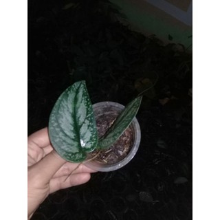 Khuyên tai mạ bạc thiết kế độc đáo cá tính