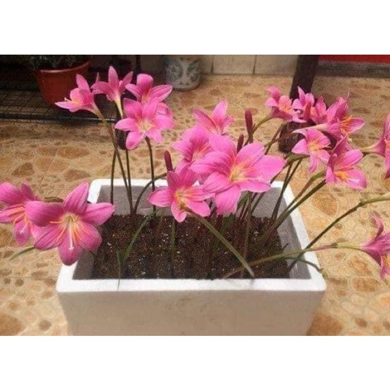 CONBO 1 KG huệ mưa , tóc  tiên hồng khủng bông to (ảnh thật)