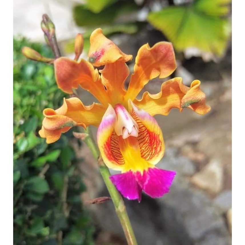 Hoa lan ống điếu cây trưởng thành sắp hoa