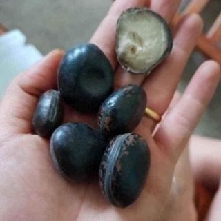 HẠT ĐẬU LÀO HÚT ĐỘC