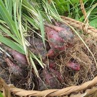 Sâm đại hành giống củ tươi 100củ sp2