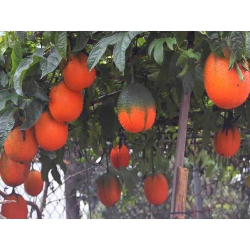 Gấc nếp  thái