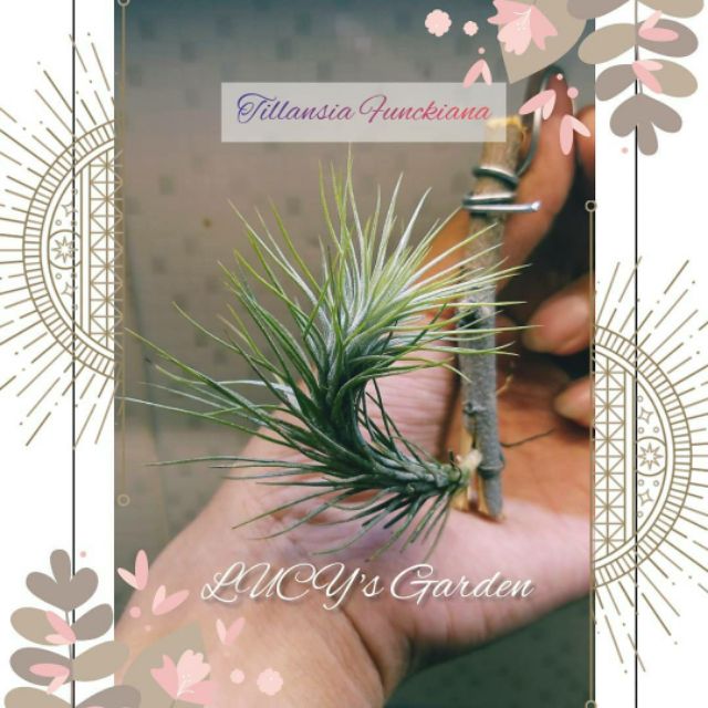 Cây Không Khí Đuôi Cáo | Tillandsia Funckiana