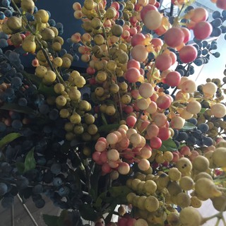 Cành cherry _Hoa đào đông nhiều sắc màu cắm bình trang trí