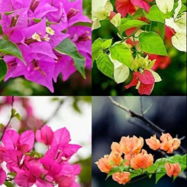 Hoa Giấy Cực Đẹp Đã Về Dinh