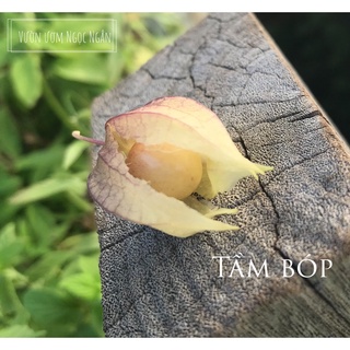 Hạt giống Cây tầm bóp - gói 1gr