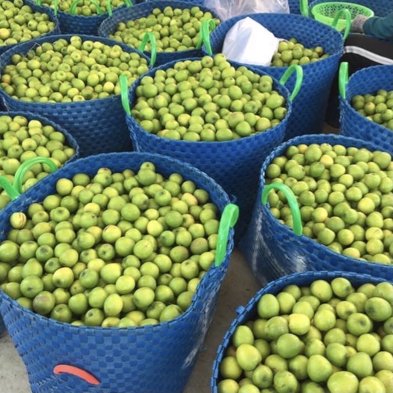 Táo tươi Ninh Thuận