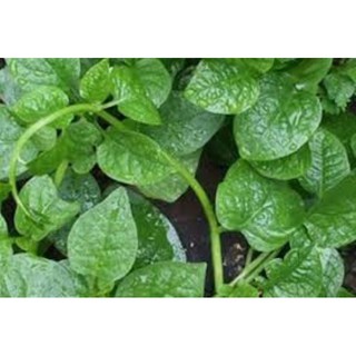 HẠT GIỐNG RAU MÙNG TƠI GÓI 3GR (HTR)