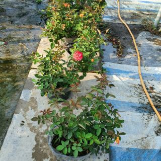 Hồng Đổi Màu (Hồng Ba màu) bụi và leo