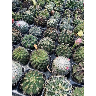 Một cây Xương rồng ngẫu nhiên 4-5cm