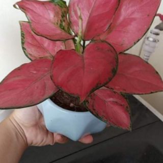 Cây Vạn Lộc đỏ