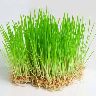 Hạt giống mầm lúa mạch/ lúa mì gói 100g