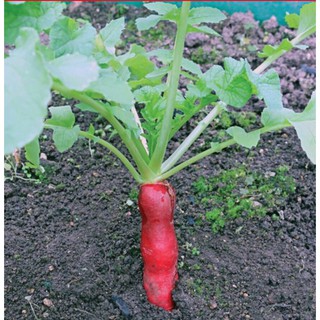 1gr Củ Cải Đỏ Dài