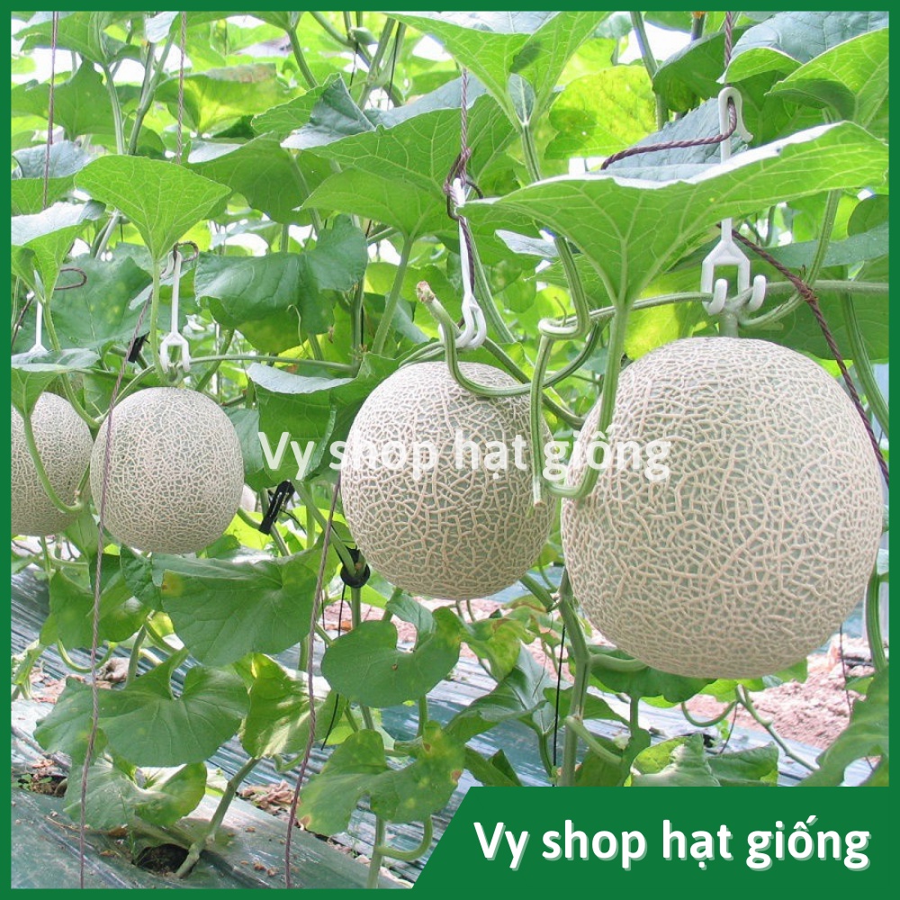 Hạt giống dưa lưới ruột cam Lemon Cat Thái Lan nguyên gói 50 hạt