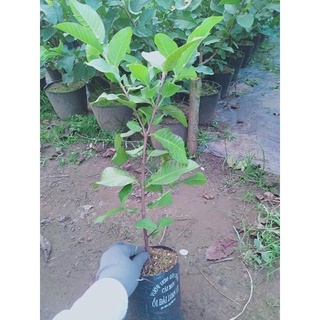 ￼cây ổi lê đài loan cao 70-90 cm