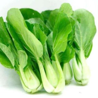 Hạt giống rau cải thìa , cải chíp - độ nảy mầm cao