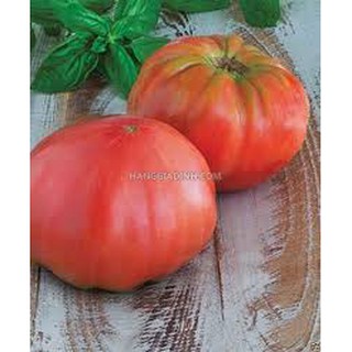 Hạt giống cà chua khổng lồ (20 H)