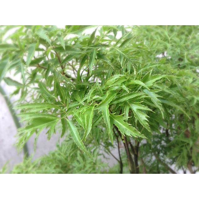 Lá đinh lăng tươi