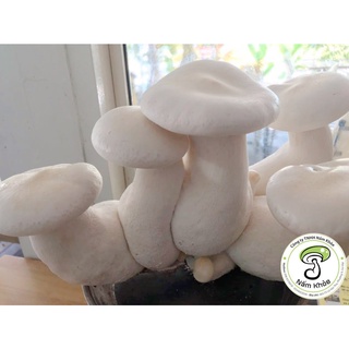 Phôi nấm Hoàng Đế - Trồng nấm đơn giản tại nhà - Nấm Khỏe