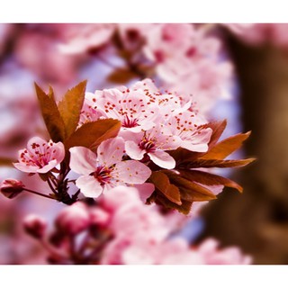 Hạt giống hoa anh đào bonsai- tặng kèm 1 gói hạt giống ngẫu nhiên