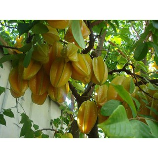 Cây giống khế ngọt (4 thánh cho trái)