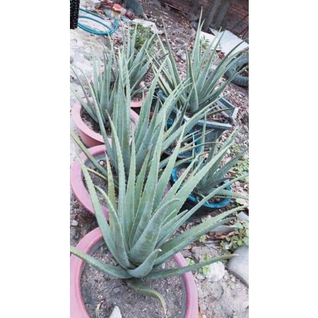 Cây  giống nha đam lô hội cây cao 30cm_35cm mua 10 cây tặng 1 cây