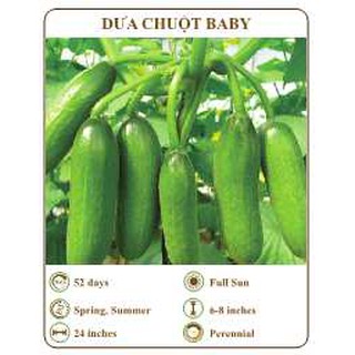 Hạt giống dưa chuột baby - THE XANH