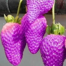 Gói 50 hạt giống dâu tây Mix nhiều màu