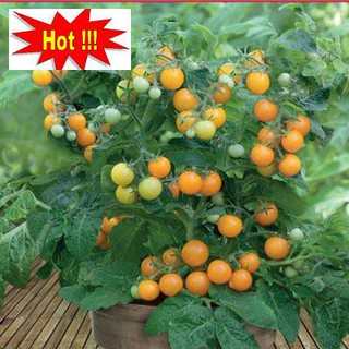 Hạt giống Cà chua bi lùn vàng (20 hạt)
