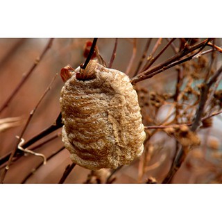 Tang Phiêu Tiêu - Tổ Bọ ngựa 100gram