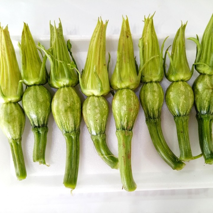 Hạt giống bí nụ lai F1 - Bí đậu ăn non gói 10gram-xn