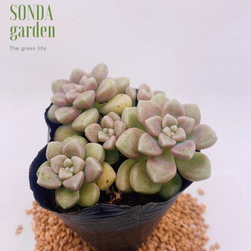 Sen đá kim tuyến SONDA GARDEN size bé 5-8cm, xuất xứ Đà Lạt, khoẻ đẹp, lỗi 1 đổi 1