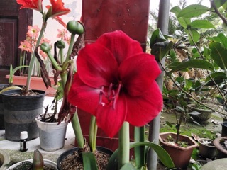 Lan huệ nội Gáo