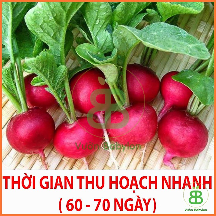 Hạt Giống Củ Cải Mini Đỏ Tròn 1Gr