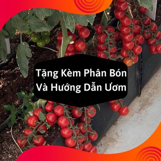 Combo 2 Gói Hạt Giống Cà Chua Chuỗi Ngọc