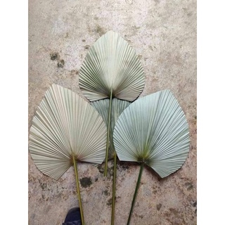 lá cọ khô trang trí