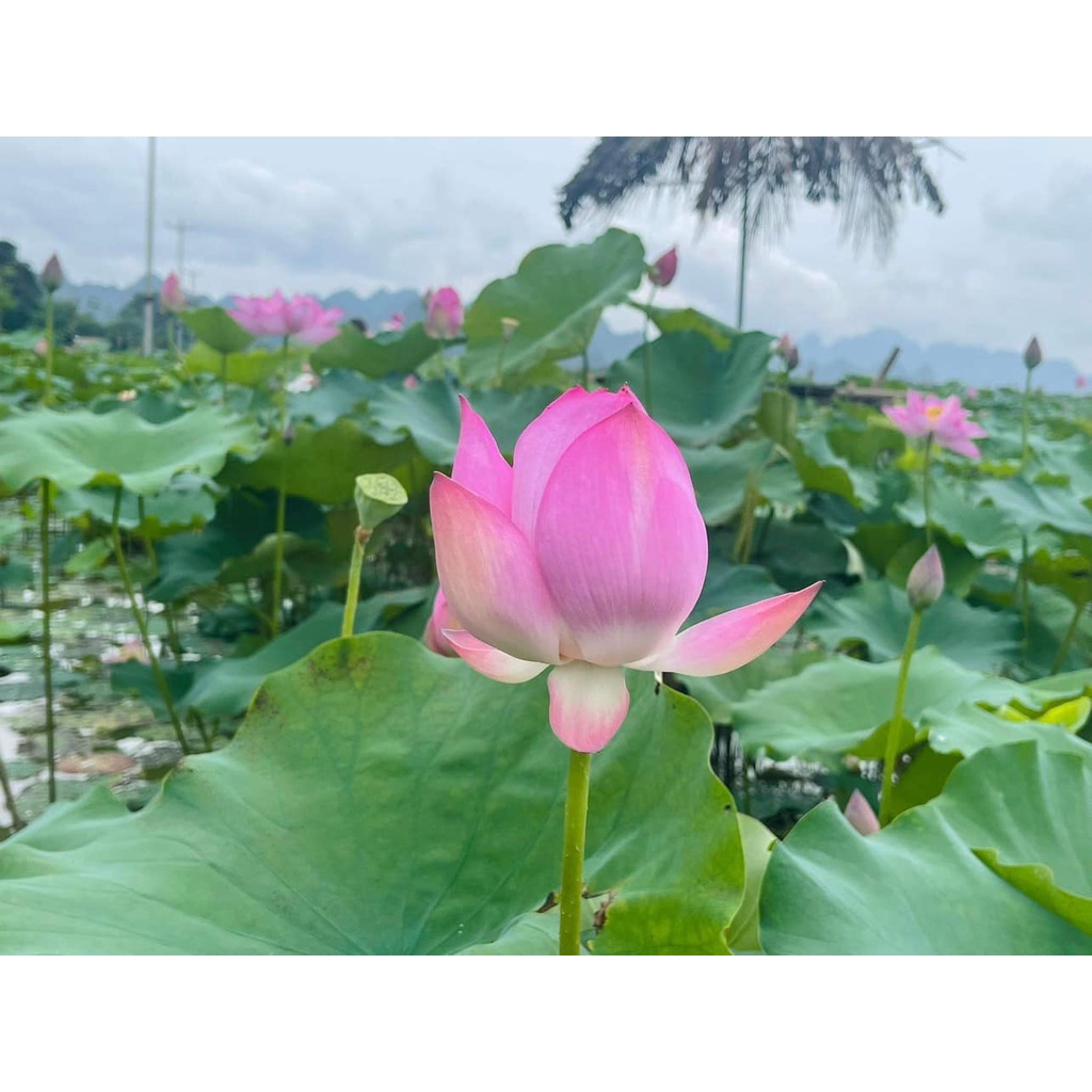 Nước cất hoa sen Karose Lotusy 100ml Dùng xịt thơm cơ thể, thơm tóc hay xịt dưỡng da mặt, dùng trong thực phẩm