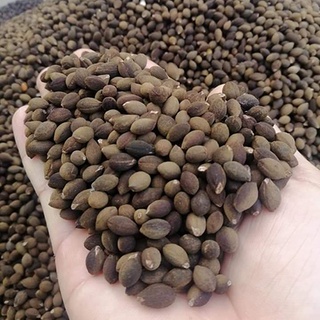 50 Hạt giống cây bồ đề lâm nghiệp