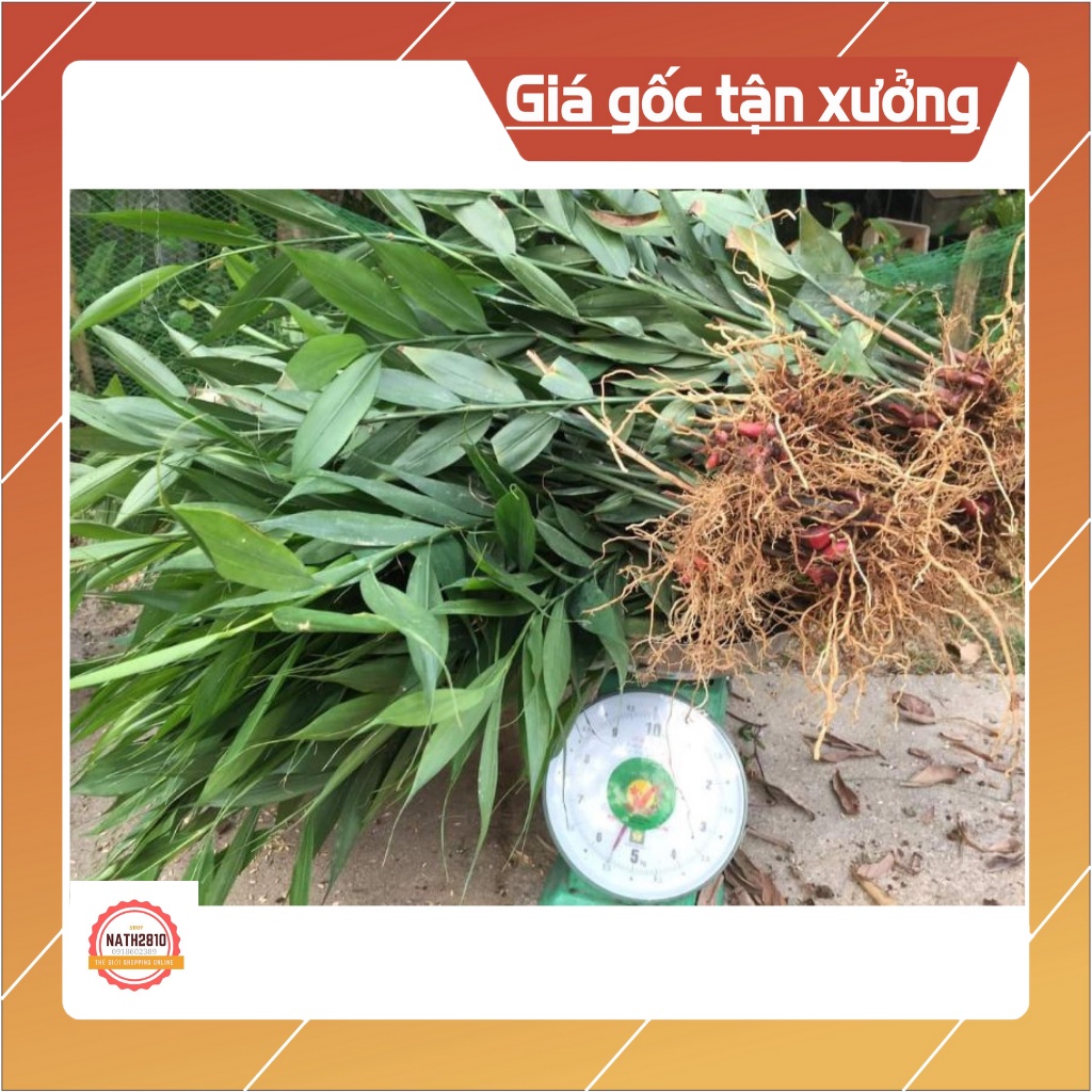 300 gram gừng núi đá  Lạng Sơn