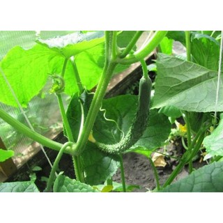 Hạt giống DƯA CHUỘT TRÁI SIÊU DÀI