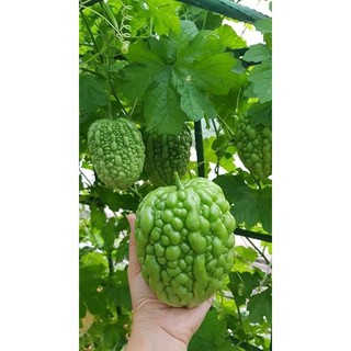MƯỚP ĐẮNG TRÁI TIM XANH