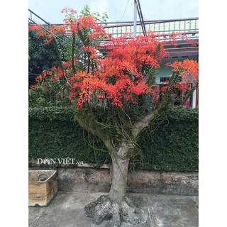 CÂY GIỐNG LAN PHƯỢNG VỸ ĐỎ