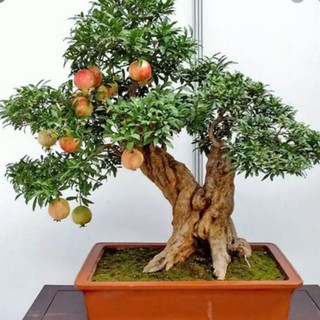 Hạt giống lựu lùn bonsai 10 hạt (TẶNG gói kích thích hỗ trợ hạt nảy mầm)
