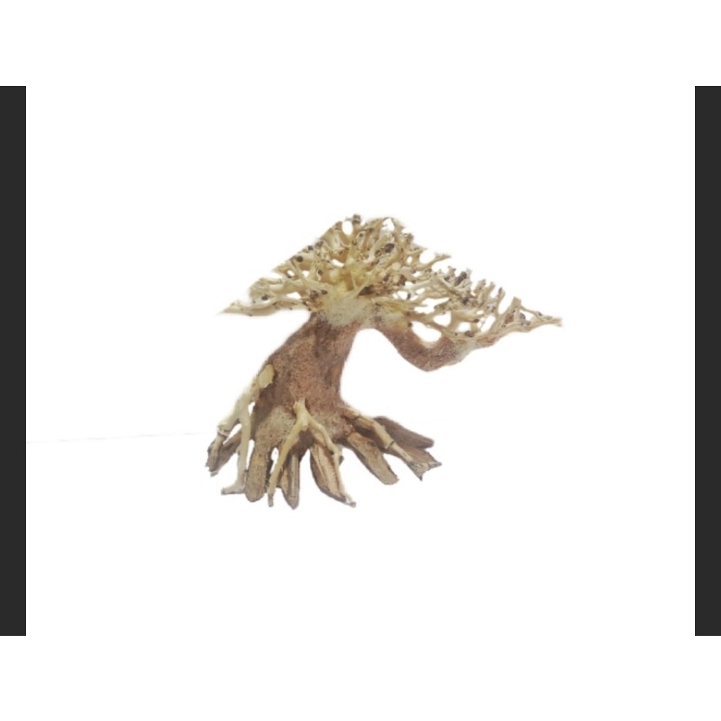 LŨA BONSAI hồ cá TL01