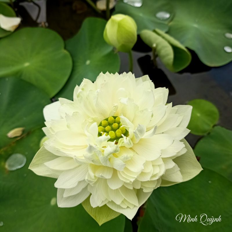 Củ sen táo trắng
