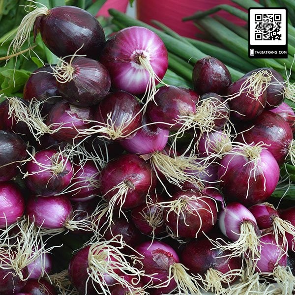 Hạt giống hành lá gốc tím