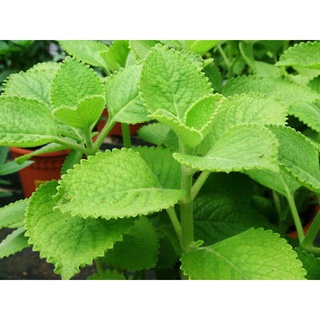 Lá tần dày húng chanh tươi (100gr)